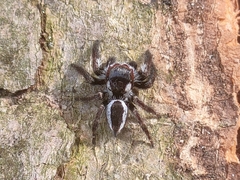 Carrhotus coronatus