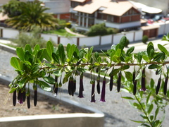 Dunalia brachyacantha