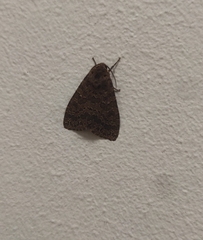 Olepa ricini