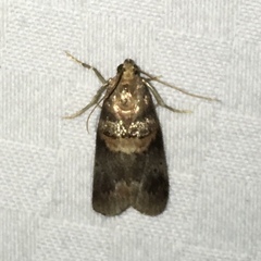 Acrobasis angusella