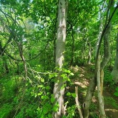 Conzattia multiflora