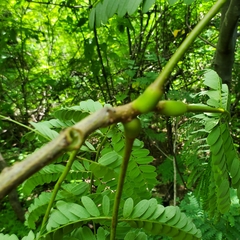 Conzattia multiflora