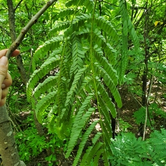 Conzattia multiflora
