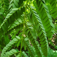 Conzattia multiflora
