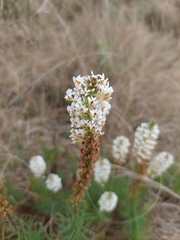 Hebenstretia integrifolia