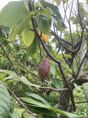 Theobroma cacao