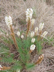 Hebenstretia integrifolia