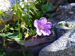 Geranium himalayense