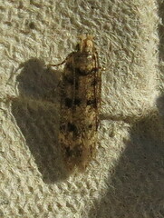 Bryotropha domestica