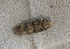 Bryotropha domestica