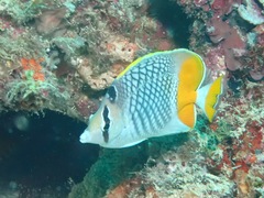 Chaetodon xanthurus