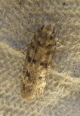 Bryotropha domestica