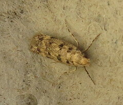 Bryotropha domestica