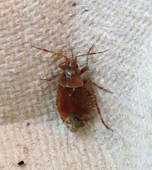 Alloeotomus gothicus