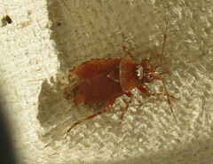 Alloeotomus gothicus