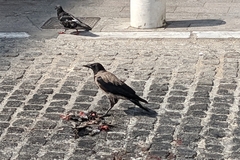 Columba livia domestica