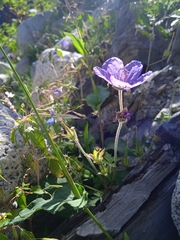 Geranium himalayense