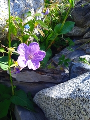 Geranium himalayense
