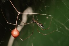 Argyrodes fissifrons