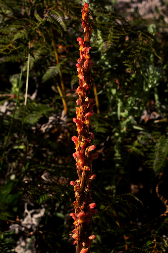 Disa satyriopsis image