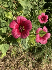Malope
