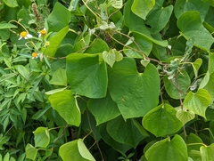 Dioscorea esculenta spinosa