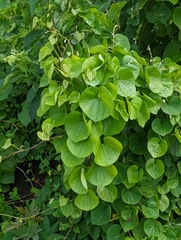 Dioscorea esculenta spinosa