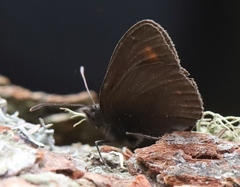 Erebia pharte