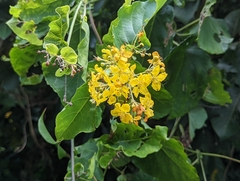 Stigmaphyllon timoriense