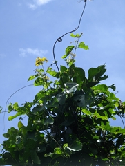 Stigmaphyllon timoriense