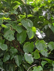 Stigmaphyllon timoriense