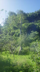 Adansonia madagascariensis