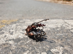 Dicronocephalus adamsi