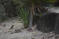Passer montanus malaccensis