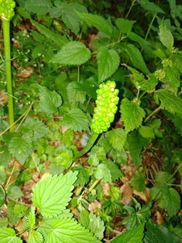 áron alpínsky (Arum cylindraceum)