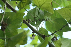 Pipturus arborescens