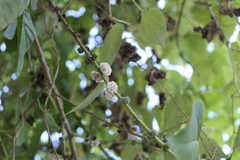 Pipturus arborescens