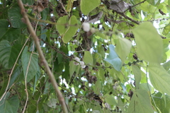 Pipturus arborescens