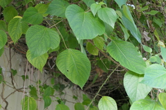 Pipturus arborescens