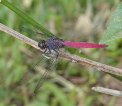 Orthetrum pruinosum
