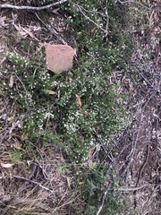 Cryptandra longistaminea