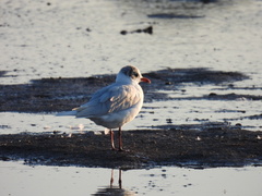 Ichthyaetus melanocephalus