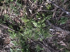 Cryptandra longistaminea