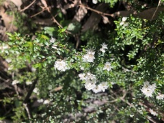 Cryptandra longistaminea