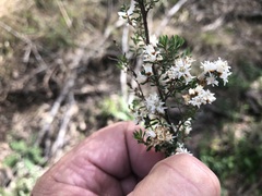 Cryptandra longistaminea