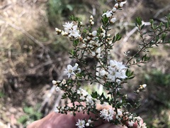 Cryptandra longistaminea