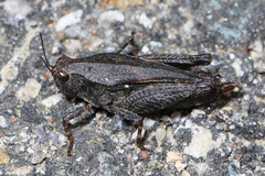 Tettigidea lateralis