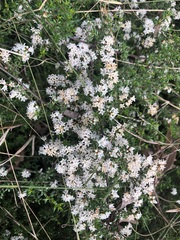 Cryptandra longistaminea