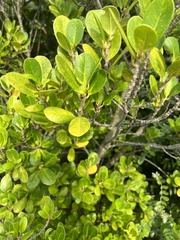 Ficus microcarpa latifolia