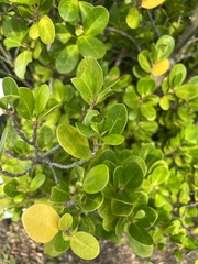 Ficus microcarpa latifolia